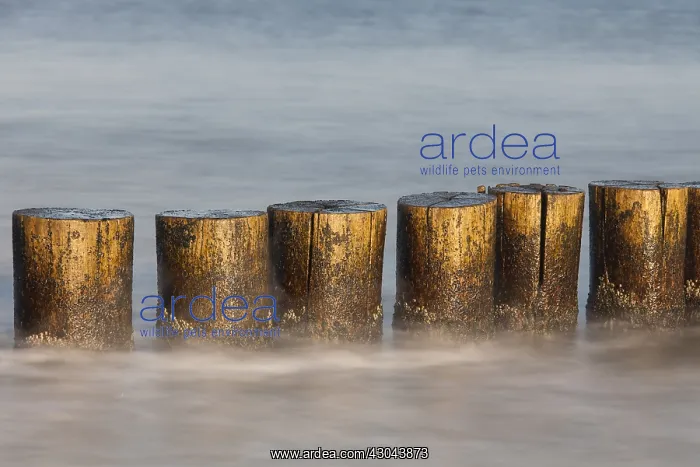 : Groyne at the beach - Baltic sea - Mecklenburg-Western : Groyne at the beach - Baltic sea - Mecklenburg-Western