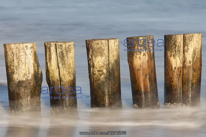 : Groyne at the beach - Baltic sea - Mecklenburg-Western : Groyne at the beach - Baltic sea - Mecklenburg-Western