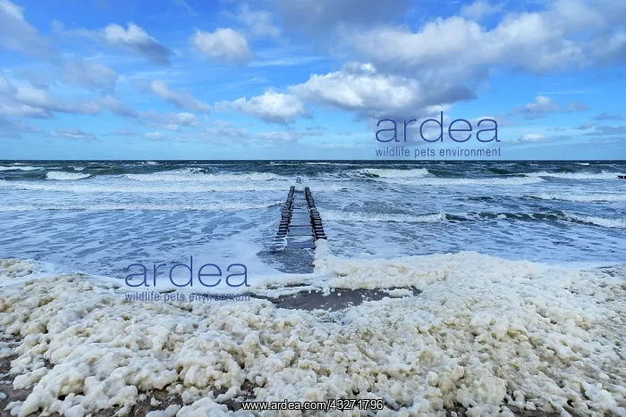 : Groyne as coastal protection, front foam of blooming