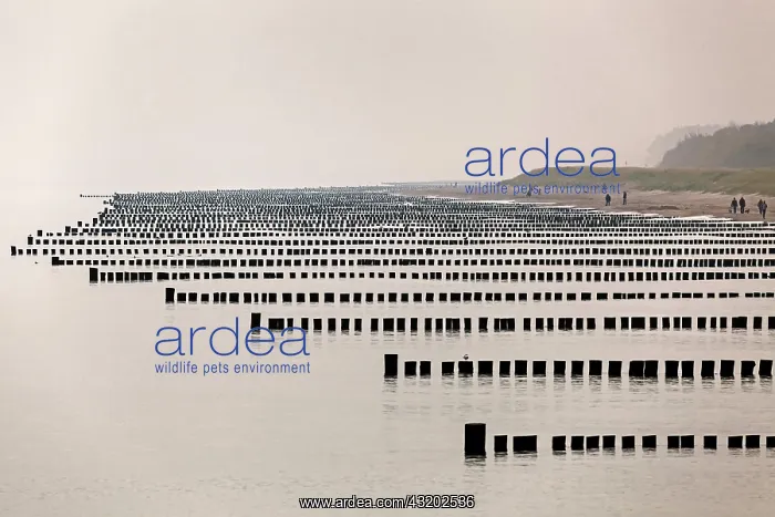  : Groynes, one behind the other, Baltic Sea beach