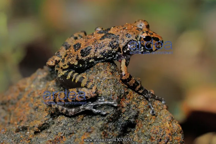 : Grubby Shrub frog : Grubby Shrub frog