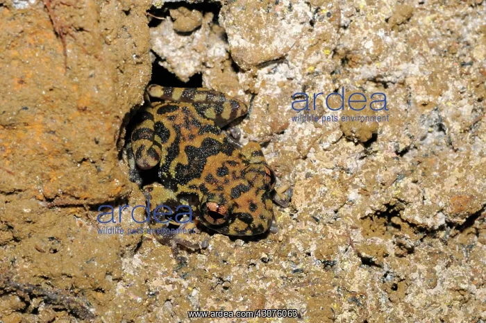 : Grubby Shrub frog : Grubby Shrub frog