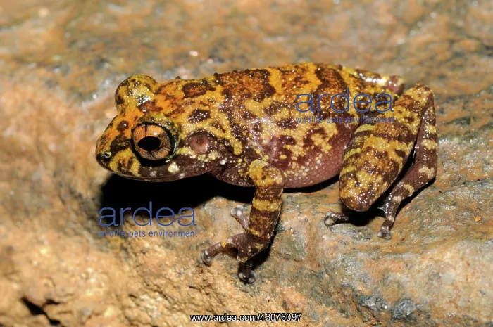: Grubby Shrub frog : Grubby Shrub frog