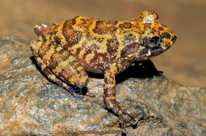 : Grubby Shrub frog : Grubby Shrub frog