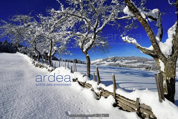 : Gruberberg, Hopfgarten, snowy fruit trees, Kitzb&, x2896c972; : Gruberberg, Hopfgarten, snowy fruit trees, Kitzb&, x2896c972;