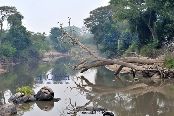  : Grumeti river with overhanging dead tree reflecting in water