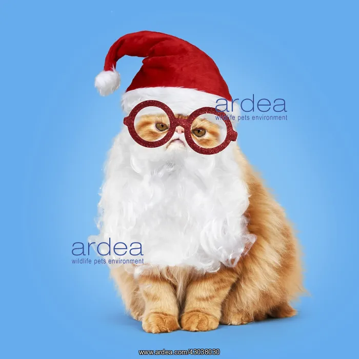 : Grumpy Red Persian Cat dressed as Father Christmas : Grumpy Red Persian Cat dressed as Father Christmas