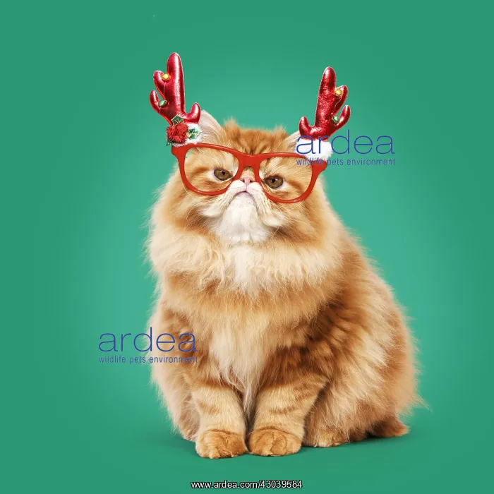 : Grumpy Red Persian Cat with red antler glasses : Grumpy Red Persian Cat with red antler glasses