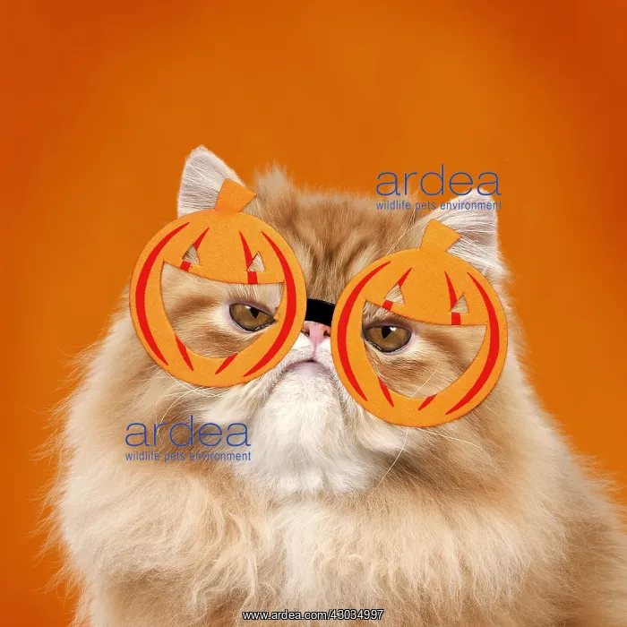 : Grumpy Red Persian Cat wearing pumpkin glasses : Grumpy Red Persian Cat wearing pumpkin glasses
