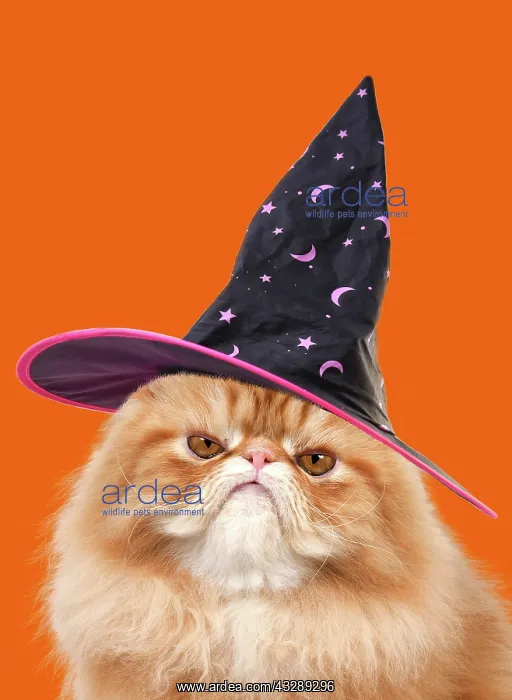 : Grumpy Red Persian Cat wearing a witch hat : Grumpy Red Persian Cat wearing a witch hat
