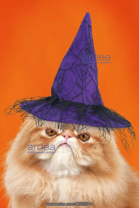 : Grumpy Red Persian Cat wearing a witch hat : Grumpy Red Persian Cat wearing a witch hat
