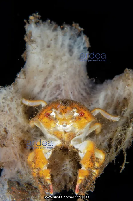 : Grumpy Sponge Crab carrying Sponge : Grumpy Sponge Crab carrying Sponge