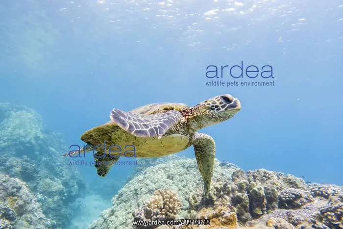 : Grune Meeresschildkrote (Chelonia mydas), unter : Grune Meeresschildkrote (Chelonia mydas), unter
