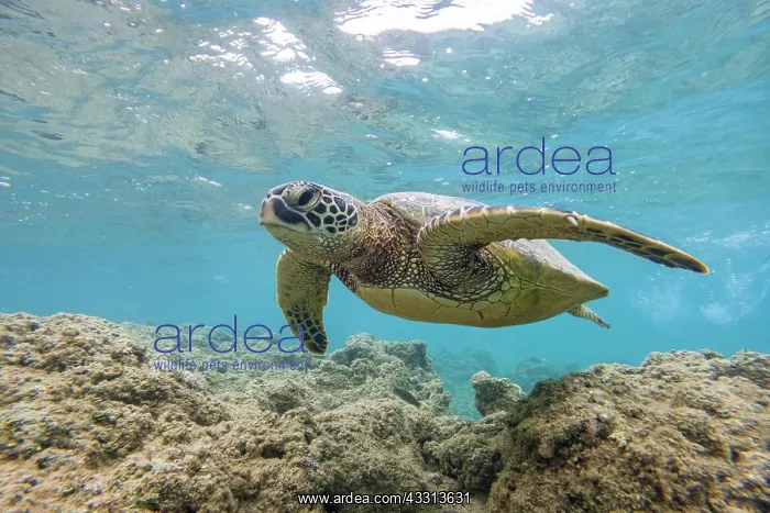 : Grune Meeresschildkrote (Chelonia mydas), unter : Grune Meeresschildkrote (Chelonia mydas), unter
