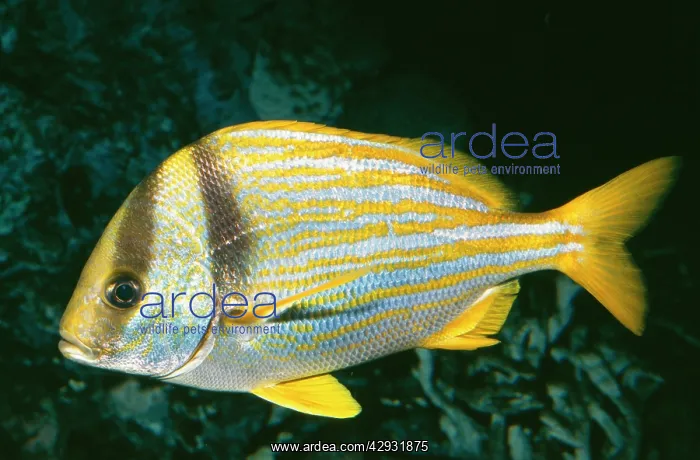 : Grunt / Porkfish : Grunt / Porkfish