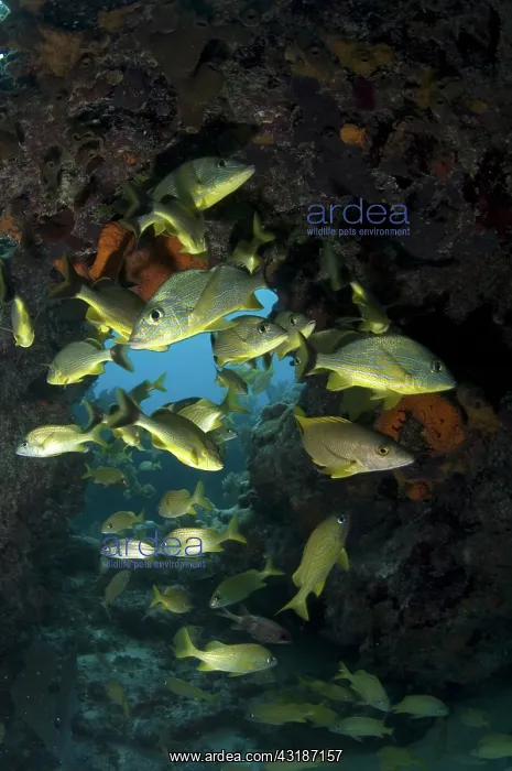: Grunters - swimming through hole : Grunters - swimming through hole