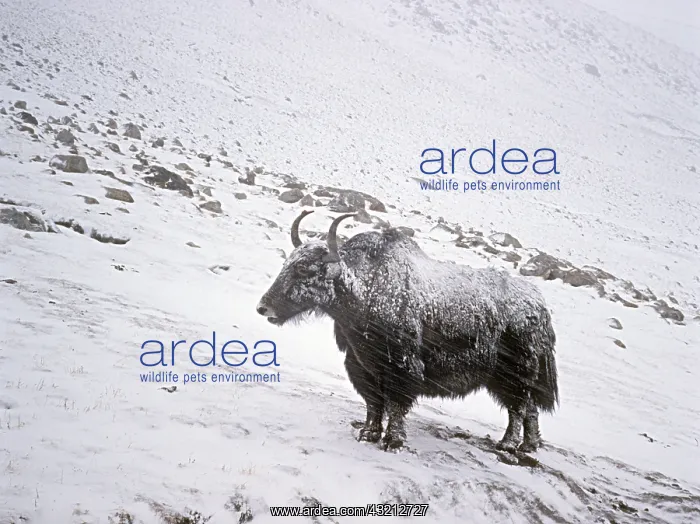 : Grunting Ox during a snow storm : Grunting Ox during a snow storm