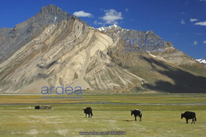 : Grunting oxes in a high valley of Zanskar India : Grunting oxes in a high valley of Zanskar India
