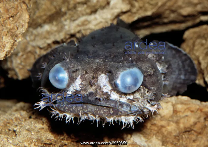 : Grunting TOADFISH : Grunting TOADFISH