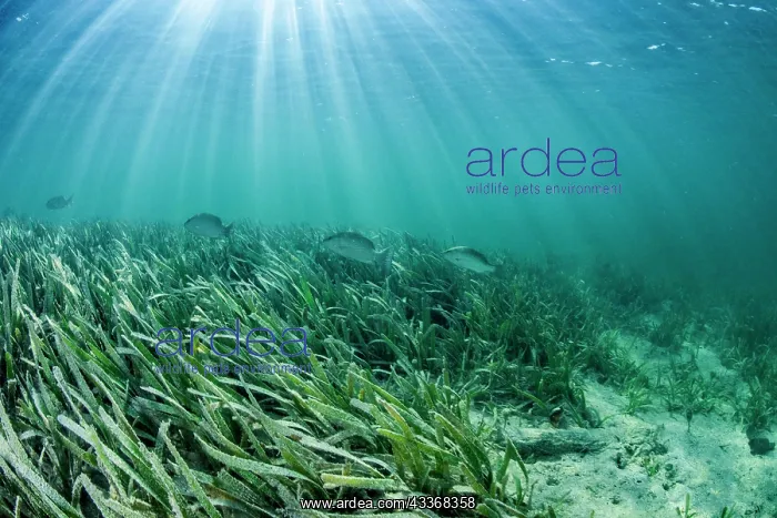 : Grunts (Haemulon parra), swimming above a Thalassia : Grunts (Haemulon parra), swimming above a Thalassia