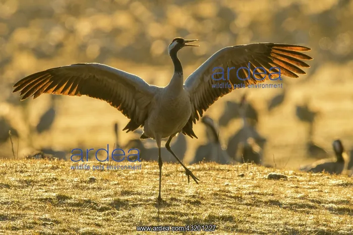  : (grus grus) courtship with flapping wings, dance