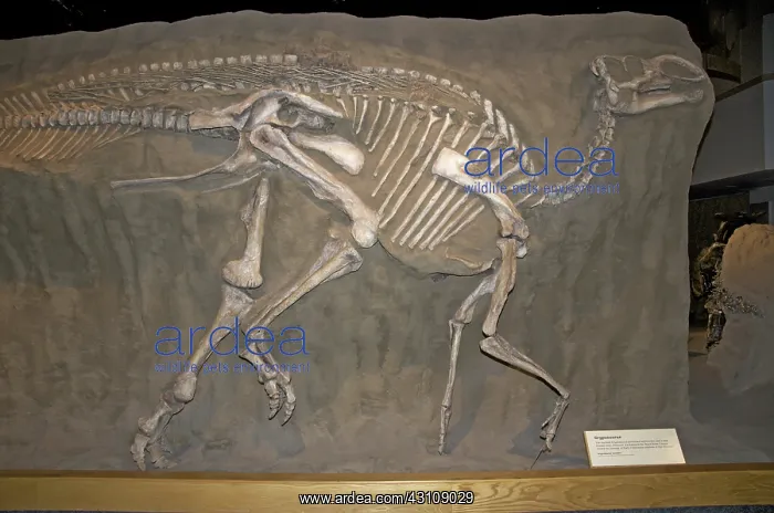 : Gryposaurus, a Duck-billed Dinosaur : Gryposaurus, a Duck-billed Dinosaur