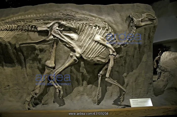  : Gryposaurus, a Duck-billed Dinosaur