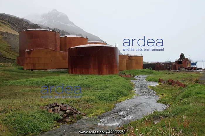 : Grytviken - whaling station : Grytviken - whaling station