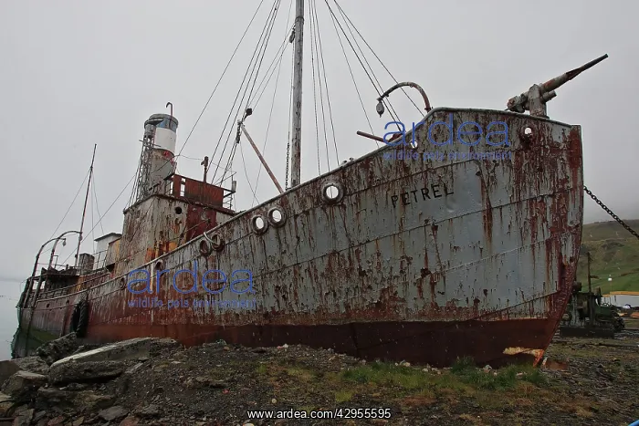 : Grytviken - whaling station : Grytviken - whaling station
