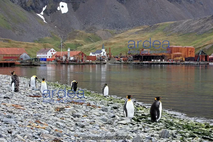  : Grytviken - whaling station