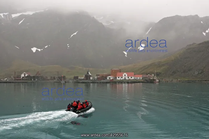 : Grytviken - whaling station : Grytviken - whaling station
