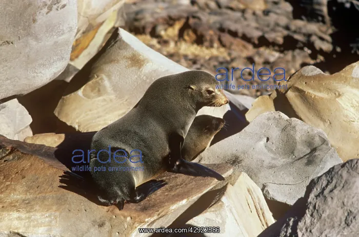 : GUADALUPE FUR SEAL : GUADALUPE FUR SEAL