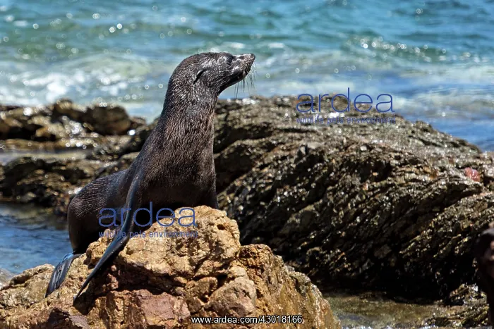 : Guadalupe Fur Seal on rock : Guadalupe Fur Seal on rock
