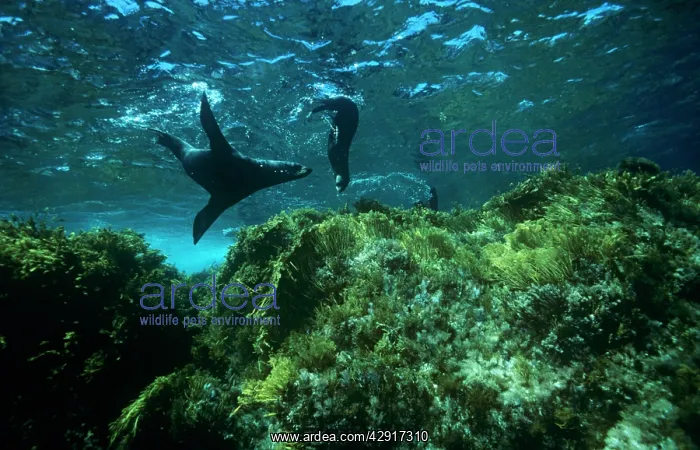 : Guadalupe Fur Seal - X2, swimming : Guadalupe Fur Seal - X2, swimming