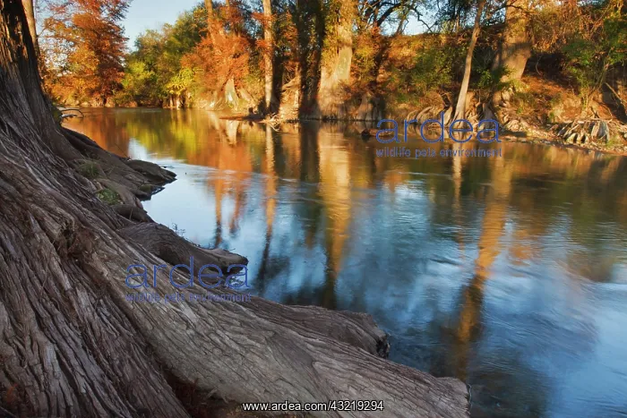 : Guadalupe River, Texas hill country, autumn : Guadalupe River, Texas hill country, autumn