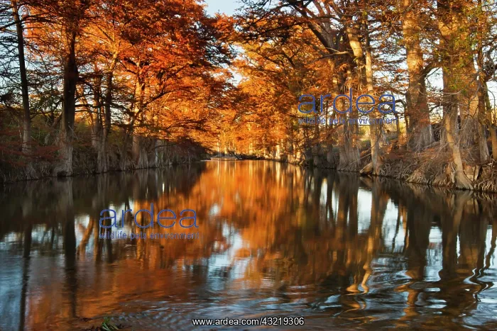 : Guadalupe River, Texas hill country, autumn : Guadalupe River, Texas hill country, autumn