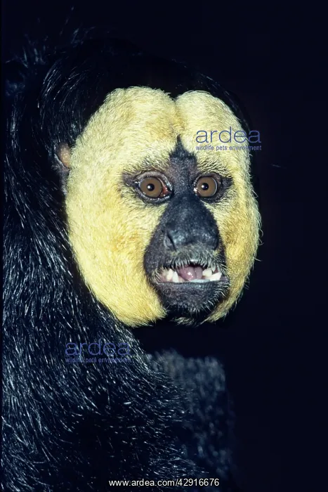  : Guainan  /  White-faced  /  Pale-headed  /  Pale-faced