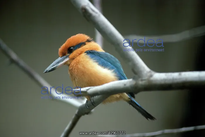 : Guam Kingfisher : Guam Kingfisher
