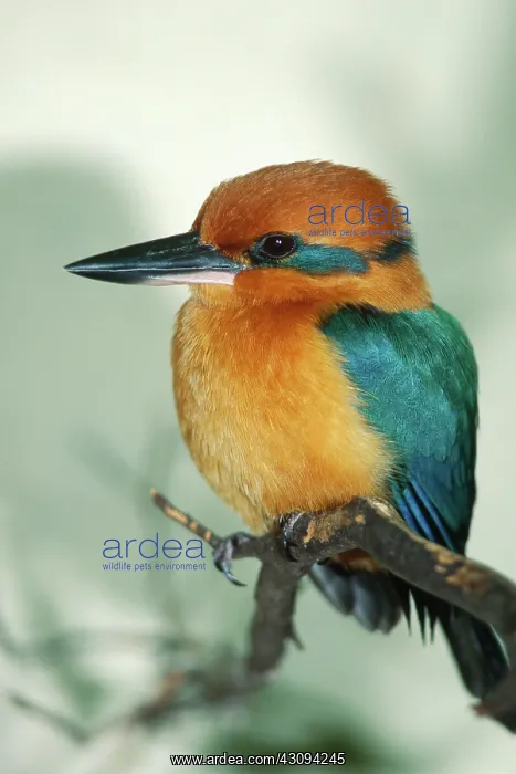 : Guam Kingfisher : Guam Kingfisher