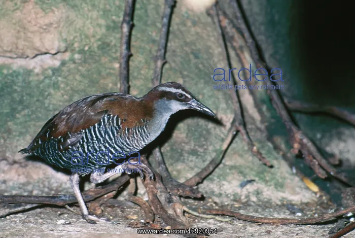  : GUAM RAIL (Rallus owstoni)