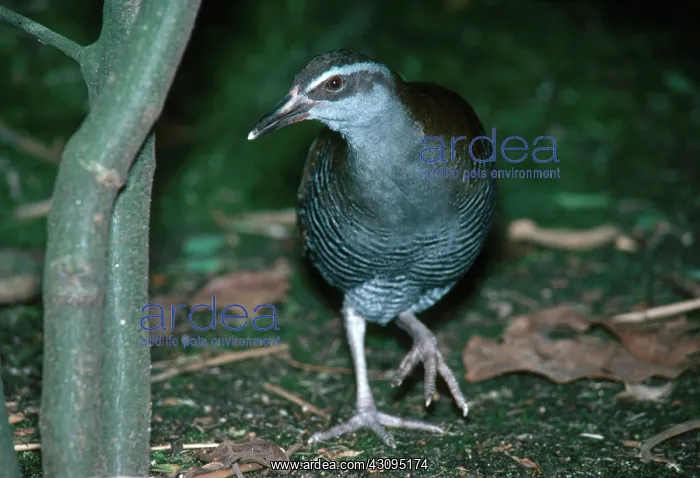 : Guam Rail (Rallus owstoni), a critically endangered species native to Guam : Guam Rail (Rallus owstoni), a critically endangered species native to Guam