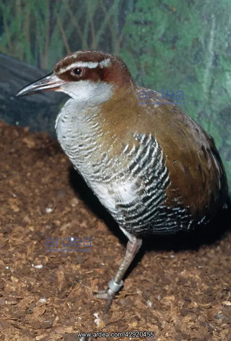 : Guam Rail Bird - extinct in the wild : Guam Rail Bird - extinct in the wild