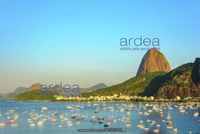: Guanabara Bay with boats floating on the water and : Guanabara Bay with boats floating on the water and