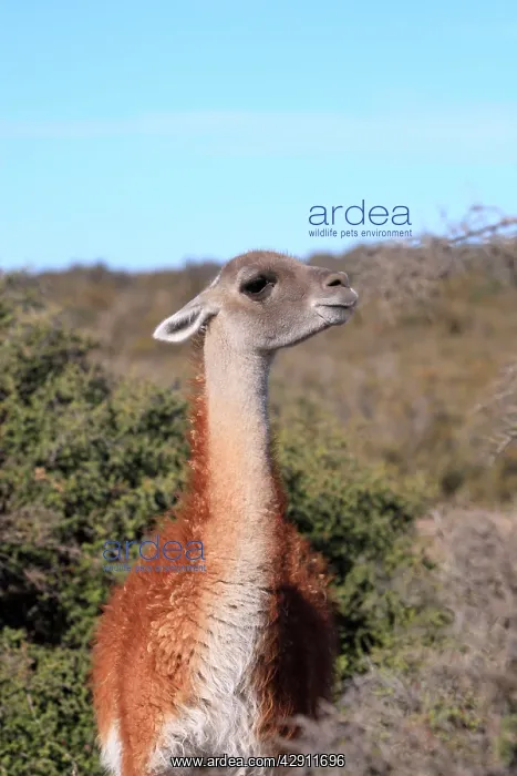 : Guanaco. (Lama glama guanicoe). Valdes peninsula - Argentina : Guanaco. (Lama glama guanicoe). Valdes peninsula - Argentina