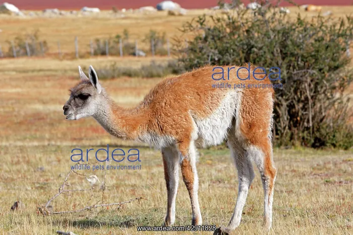 : Guanaco (Lama glama guanicoe). Magallanes Peninsula - Patagonia - Argentina : Guanaco (Lama glama guanicoe). Magallanes Peninsula - Patagonia - Argentina
