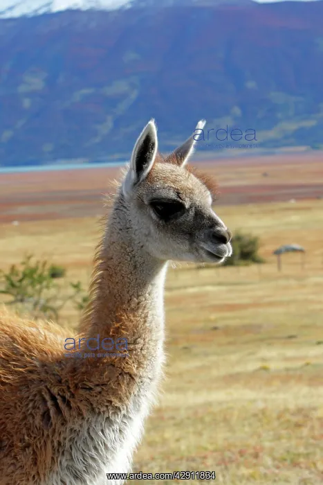 : Guanaco (Lama glama guanicoe). Magallanes Peninsula - Patagonia - Argentina : Guanaco (Lama glama guanicoe). Magallanes Peninsula - Patagonia - Argentina