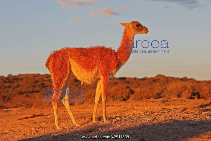 : Guanaco. Magallanes Peninsula - Patagonia - Argentina : Guanaco. Magallanes Peninsula - Patagonia - Argentina