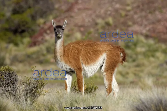 : Guanaco (Lama guanicoe). South America. Photographed on the coast of Patagonia : Guanaco (Lama guanicoe). South America. Photographed on the coast of Patagonia