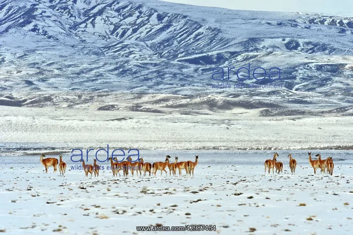 : Guanaco (Lama guanicoe). on snow covered field - Santa Cruz : Guanaco (Lama guanicoe). on snow covered field - Santa Cruz
