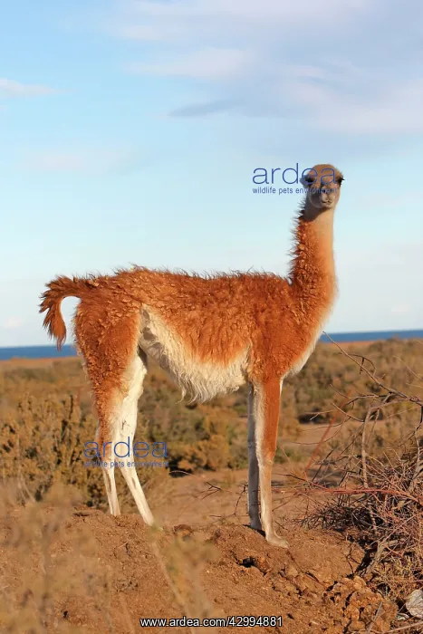 : Guanaco Valdes Peninsula, Patagonia, Argentina : Guanaco Valdes Peninsula, Patagonia, Argentina